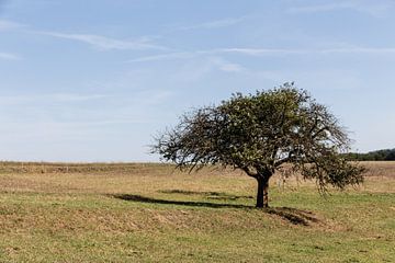 Landschap in Lof, Duitsland met boom op voorgrond van Jaap Mulder