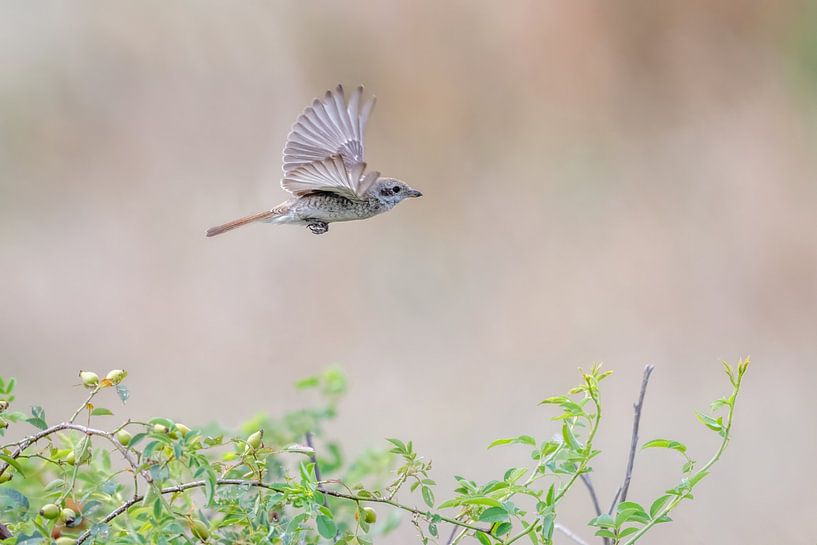 Neuntöter im Flug von Gonnie van de Schans