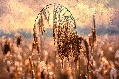 BADEN-WÜRTTEMBERG: RIET IN HET VEEN