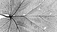 Leaf veins