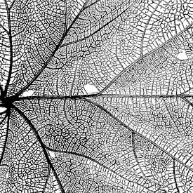 Leaf veins by E Jansen