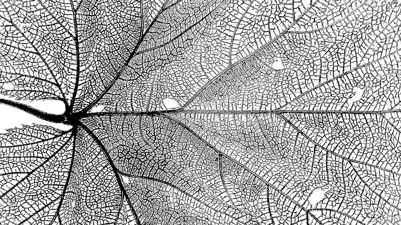 Leaf veins by E Jansen