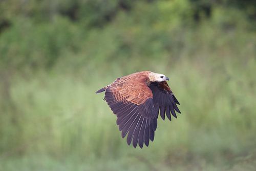 Black-collared Hawk