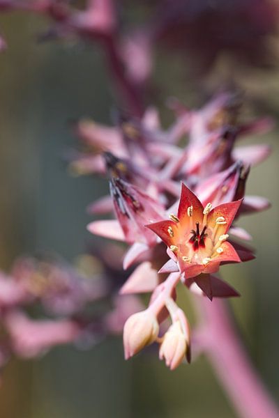 Flower of a succulent Echeveria gibbiflora by Heiko Kueverling