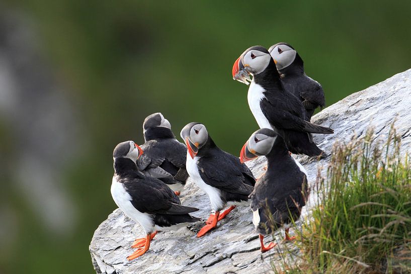 Macareux moine ou macareux moine, Fratercula arctica, Norvège par Frank Fichtmüller