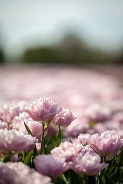 Roze tulpenveld van Renate Pit - du Pont