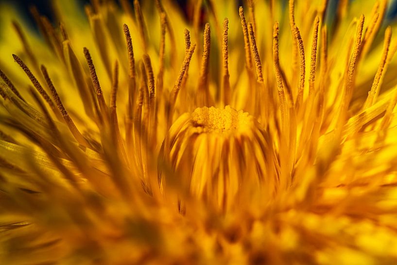 Dandelion by Lens_en_Dier/Vizier Fotografie