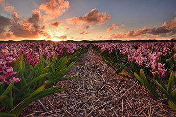 Hyacinths at sunset
