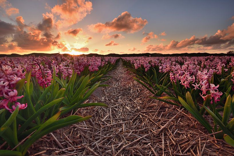 Hyacinths at sunset by John Leeninga