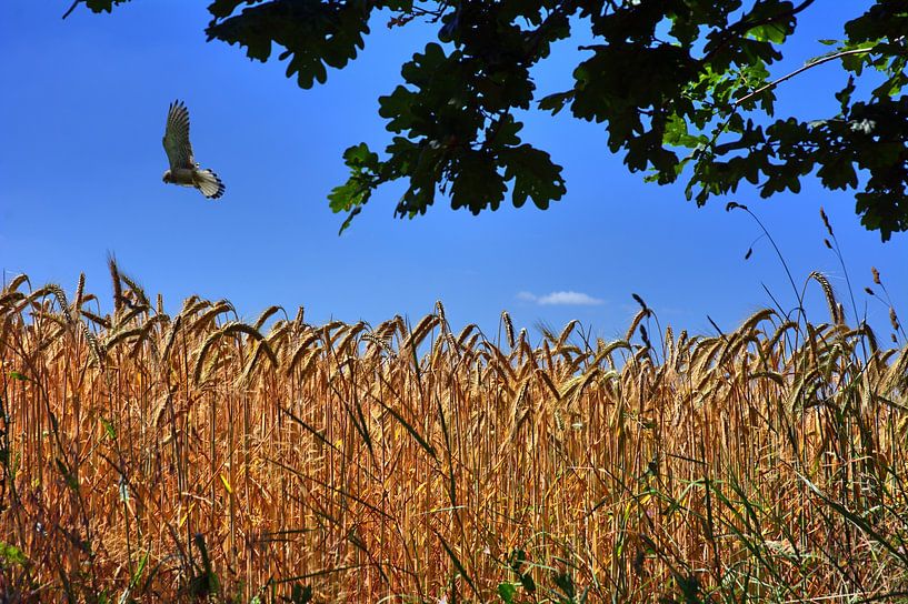 Getreidefeld par Edgar Schermaul