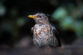 Blackbird in the rain