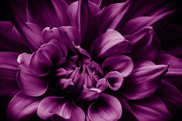 Fleur de dahlia violet sur Dieter Walther