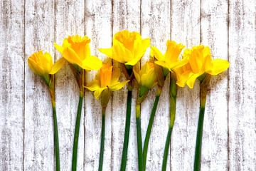 Jonquilles sur Thomas Jäger