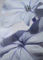 Blauwe bloem
