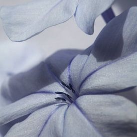 Blauwe bloem van Larka Louwe