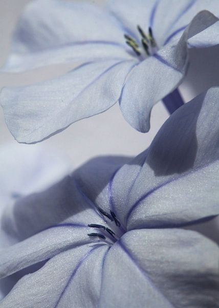 Blue Flower by Larka Louwe