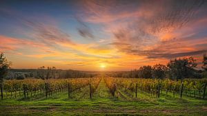 Weinberge von Bolgheri bei Sonnenuntergang, Toskana