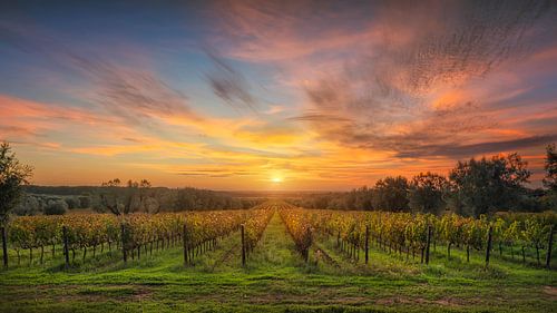 Bolgheri wijngaarden bij zonsondergang, Toscane