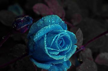 Blue rose in tears by Ellinor Creation