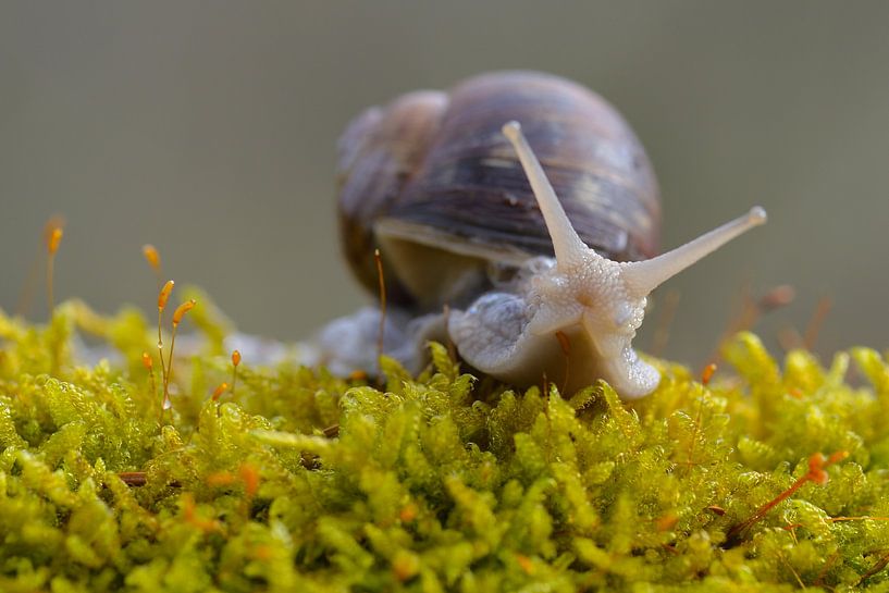 Romeinse slak van Karin Jähne