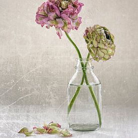 Still life with texture - Ranunculus by Alexandra Schmid