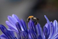 A bee explores an African lily
