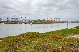 Ventura by Tashina van Zwam