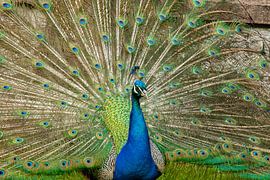 Pfau, Pavo Cristatus. Blauer Pfau Pfau