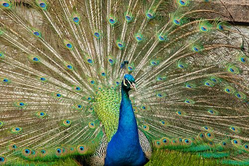 Pauw, Pavo cristatus. Blauwe Pauw