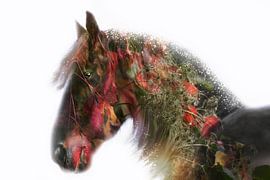 autumn horse