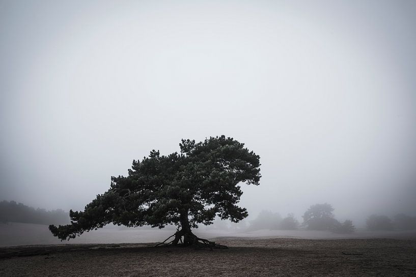 Soesterduinen by Eddy Westdijk