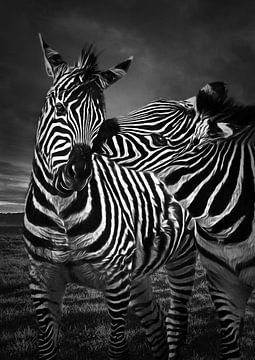 Zebra coast zebra by Chi