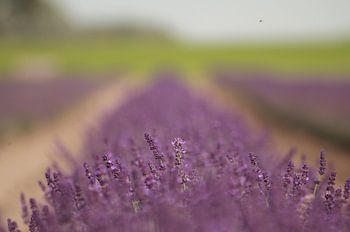 Lavandula