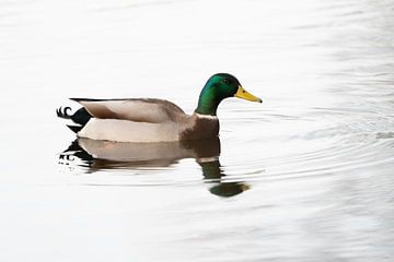 Duck by Glenn Vlekke