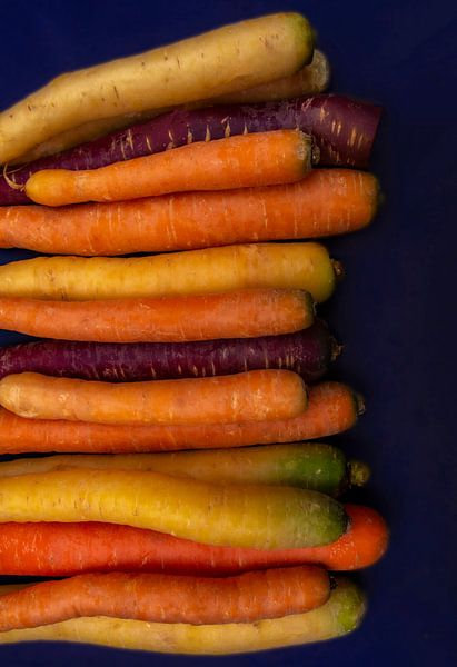 roots by zippora wiese