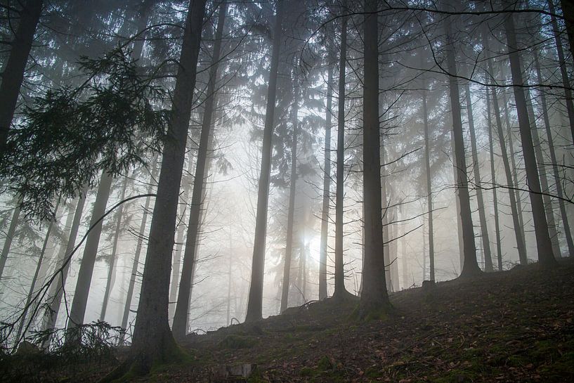 Wald im Morgenlicht von Jens Hertel