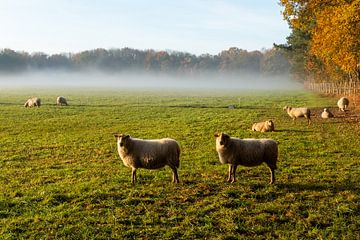 schapen van Joep Deumes