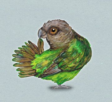 Brown-headed Parrot by Bianca Wisseloo