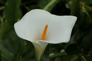 Calla van Christiane Schulze