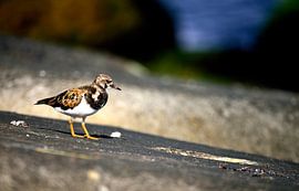 Steenloper van Arno-Jan Boere
