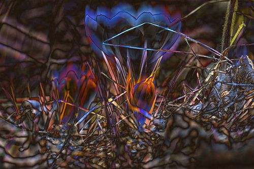 Digitale krokusillusie