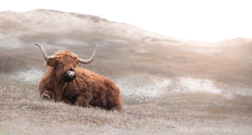Scottish Highlander by Karel Ton
