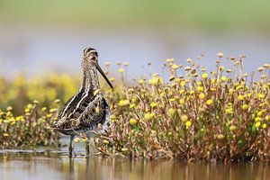 Watersnip