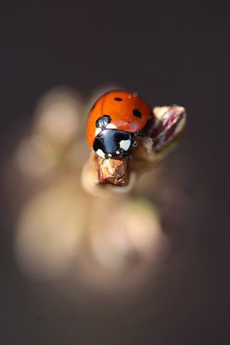 Marienkäfer