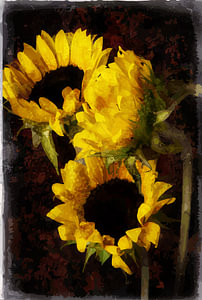 Zonnebloemen