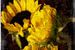 Zonnebloemen van Peter Baak