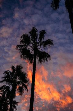 Palmen bei Sonnenuntergang von Dayenne van Peperstraten