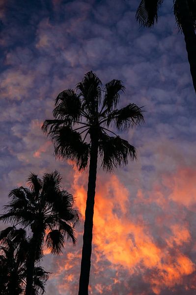 Palmiers au coucher du soleil par Dayenne van Peperstraten