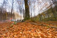 Dromen van de herfst van Antwan Janssen thumbnail