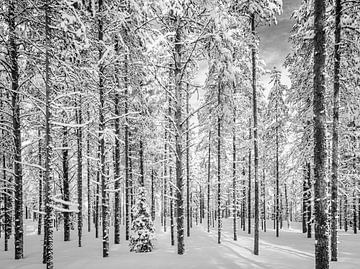 A travers les arbres, la forêt, en noir et blanc, Finlande